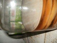 Liečivá huba KOMBUCHA